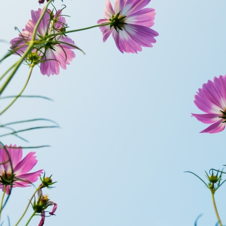 Aster in the blue skyの写真素材