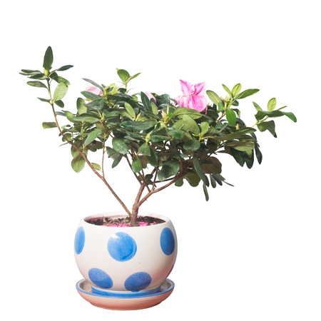 Potted plants isolated in white to the backgroundの写真素材