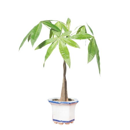 Potted plants isolated in white to the backgroundの写真素材