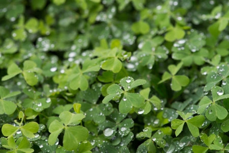 green clover backgroundの写真素材