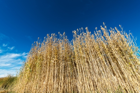 Catwalks and lake in the beautiful autumn sceneryの写真素材