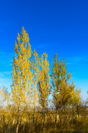 White fall birch trees with autumn leaves in backgroundの写真素材
