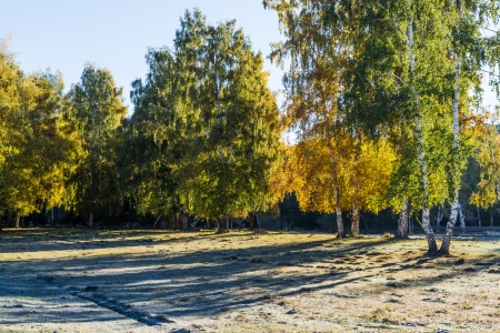 White fall birch trees with autumn leaves in backgroundの写真素材
