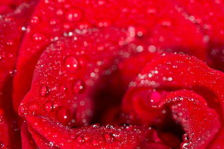 red rose isolated on white backgroundの写真素材