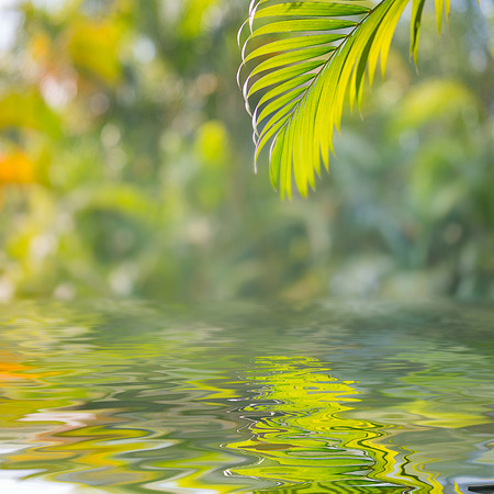 Leaves of palm tree on natural backgroundの写真素材