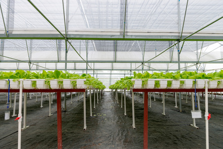 Organic vegetables of greenhouse interiorのeditorial素材