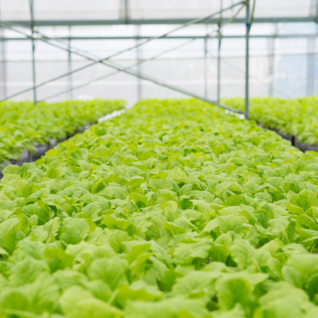 Organic vegetables of greenhouse interiorの写真素材