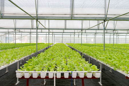 Organic vegetables of greenhouse interiorのeditorial素材