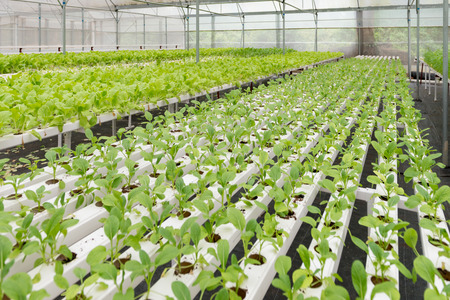 Organic vegetables of greenhouse interiorのeditorial素材