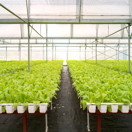 Organic vegetables of greenhouse interiorのeditorial素材