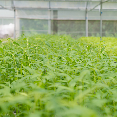 Organic vegetables of greenhouse interiorの写真素材