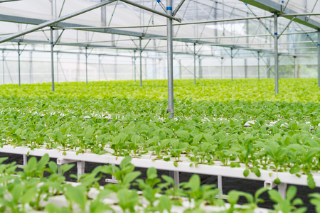 Organic vegetables of greenhouse interiorのeditorial素材