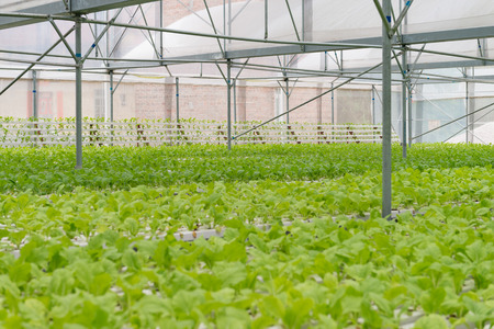 Organic vegetables of greenhouse interiorのeditorial素材