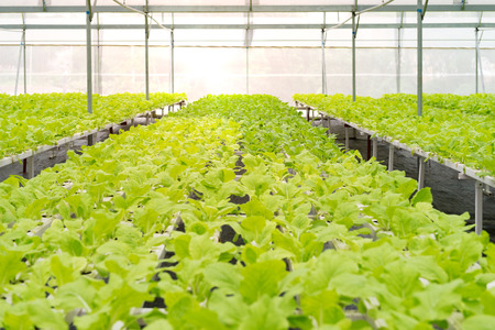 Organic vegetables of greenhouse interiorのeditorial素材