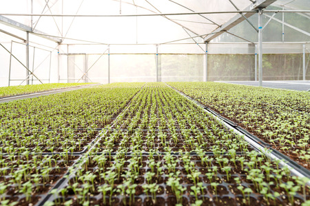 Organic vegetables of greenhouse interiorのeditorial素材
