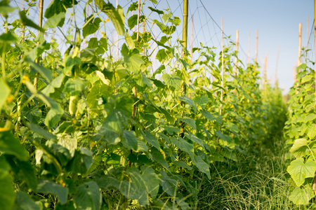 Cucumber growing in the gardenの写真素材
