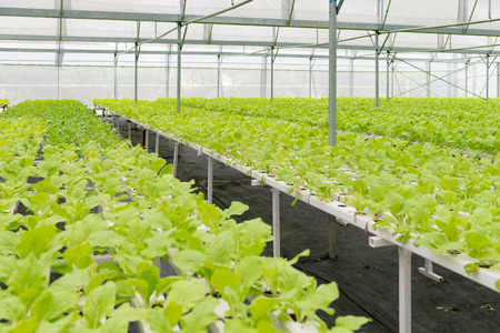 Organic vegetables of greenhouse interiorのeditorial素材