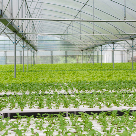 Organic vegetables of greenhouse interiorのeditorial素材