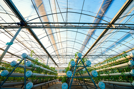 Vegetables Plants Growing In A Greenhouse Witch Made From Metal Profileのeditorial素材