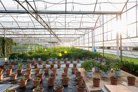 Vegetables Plants Growing In A Greenhouse Witch Made From Metal Profileのeditorial素材