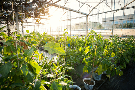 Vegetables Plants Growing In A Greenhouse Witch Made From Metal Profileのeditorial素材