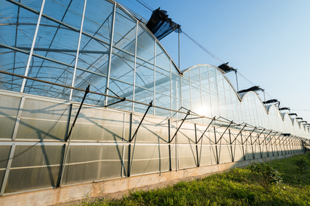 Vegetables Plants Growing In A Greenhouse Witch Made From Metal Profileのeditorial素材