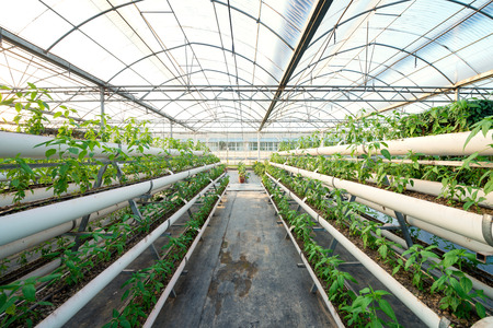 Vegetables Plants Growing In A Greenhouse Witch Made From Metal Profileのeditorial素材