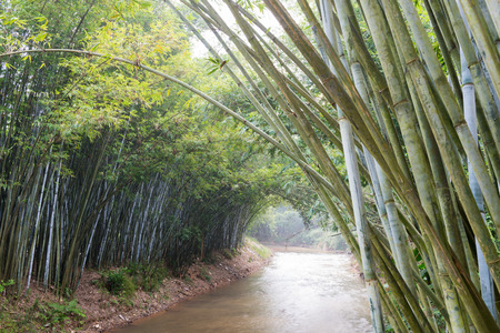 bamboo plants in Asiaの写真素材