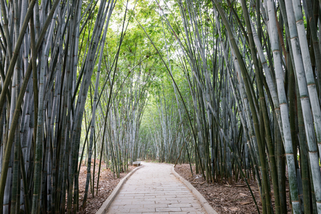 bamboo plants in Asiaの写真素材