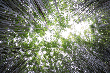 bamboo plants in Asiaの写真素材