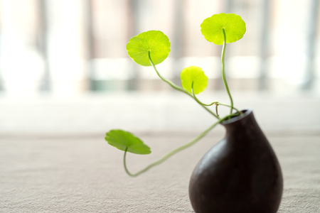 Potted plants on the balconyの写真素材