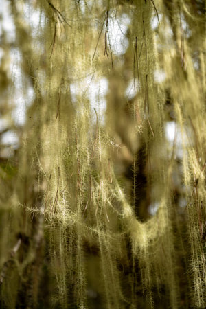 Epiphytes are the food of golden monkeys