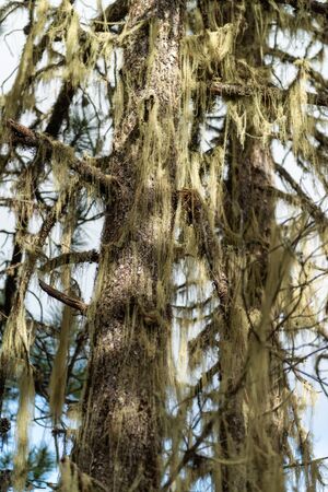 Epiphytes are the food of golden monkeysの写真素材