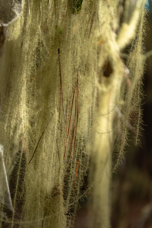 Epiphytes are the food of golden monkeys