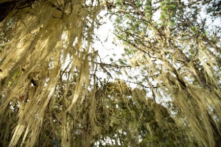 Epiphytes are the food of golden monkeysの写真素材