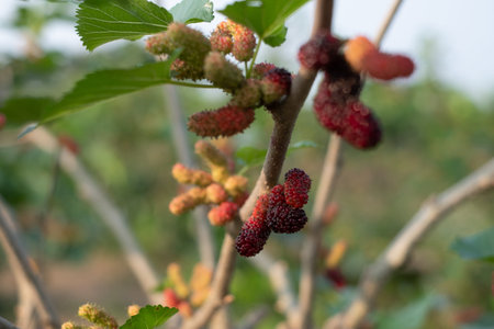 Closeup of mulberries growing on tree