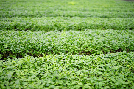 Aerial photo of tea garden landscape