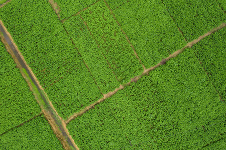 Mulberry leaf tree at field, for feed silkworm