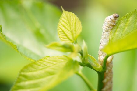Close up Silkworm eating mulberry green leafの写真素材