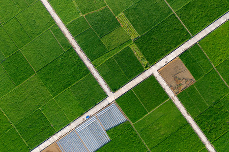 An aerial view of the rice field