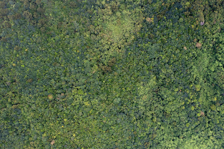 The canopy is in a subtropical forest