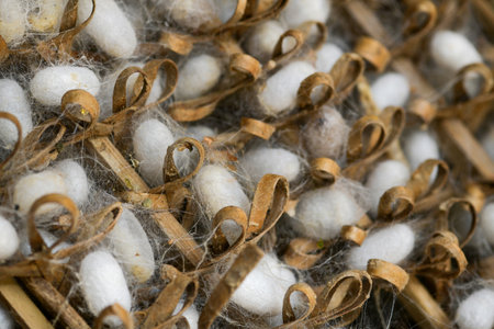 Silkworms are spinning cocoons, which are the raw material for silkの写真素材