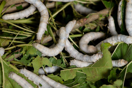 Close up Silkworm eating mulberry green leaf