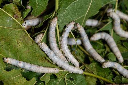 Close up Silkworm eating mulberry green leaf