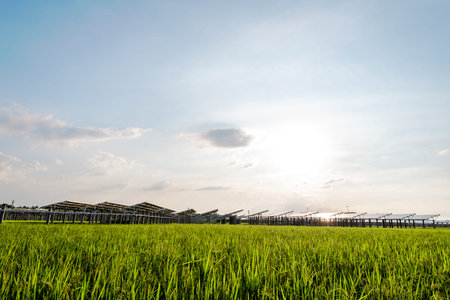 Solar power plants and rice fields at dusk