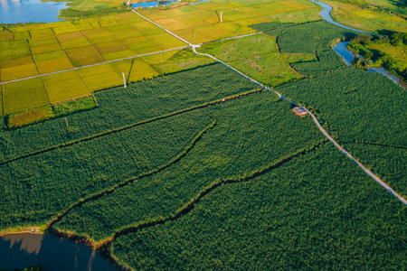 Rice fields and villages in Guangdong, Chinaの写真素材