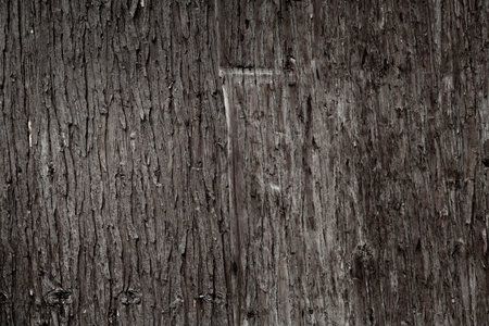 The trunk of a pine closeup crustの写真素材