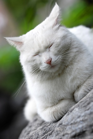 Sleeping catの写真素材