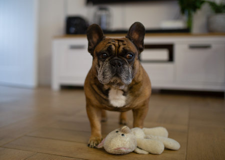 Portrait of a young woman talking on the phone at home.の写真素材