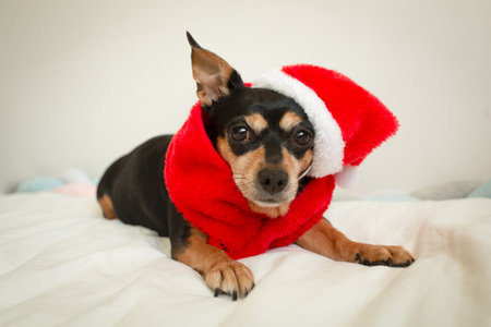 Small dog in a Santa hat lying on a bed, looking at the camera. Cozy Christmas atmosphere, holiday pet portrait with warm natural light.の写真素材